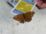 kb09-20090802142408si.jpg